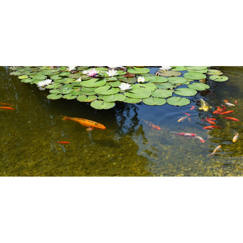 Údržba BIO jezírek 100g